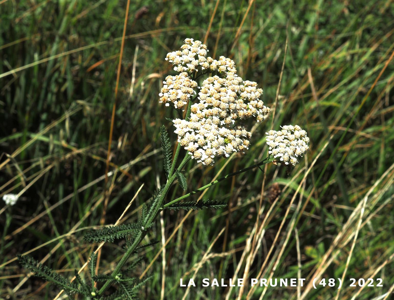 Yarrow